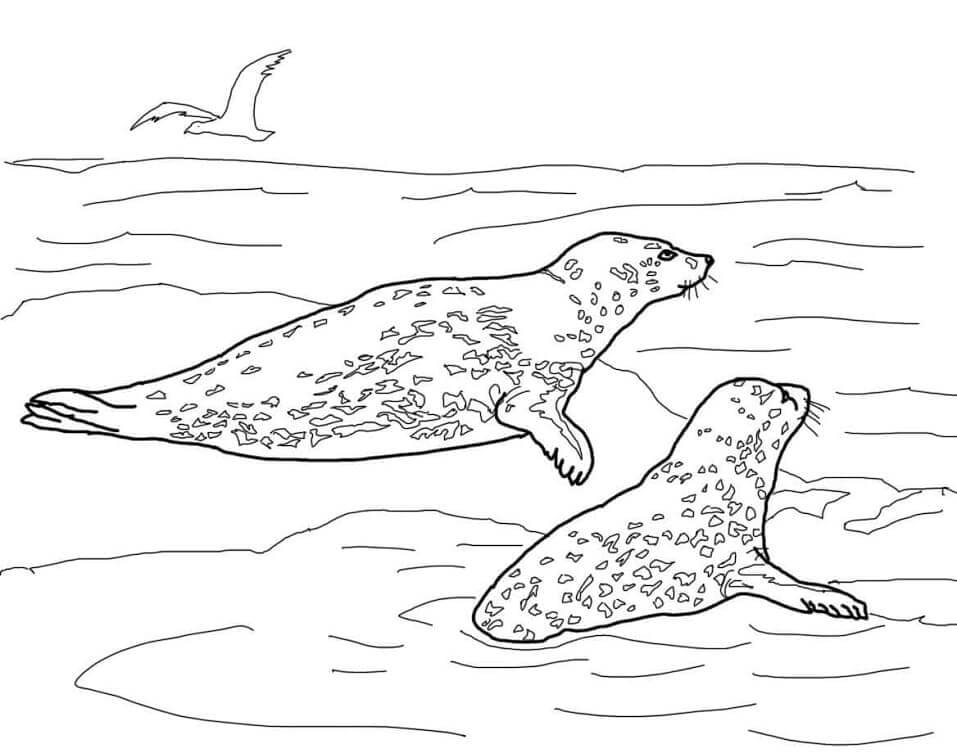 Dibujo de Focas Leopardo para Colorear