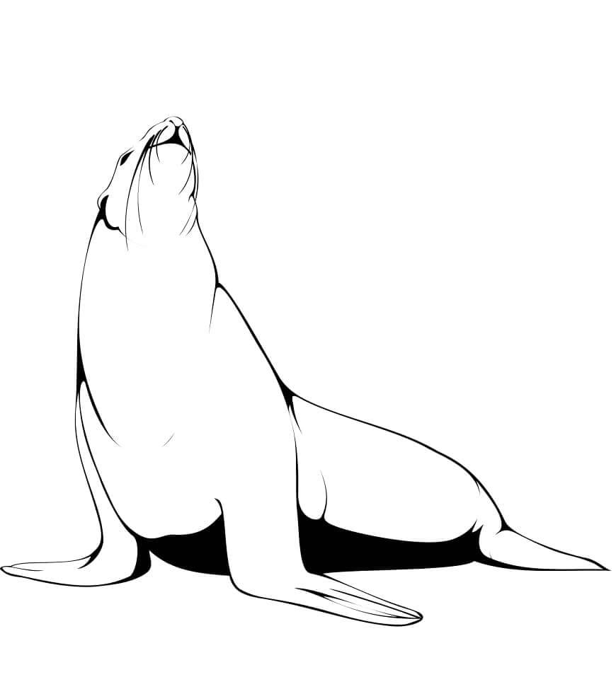 Dibujo de Lobo Marino Normal para Colorear