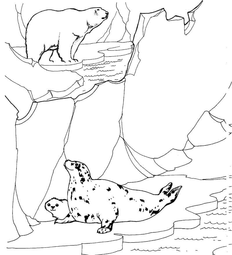 Dibujo de Oso Polar y Focas para Colorear