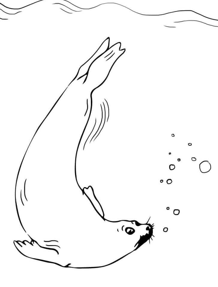 Dibujo de Piel de Foca para Colorear