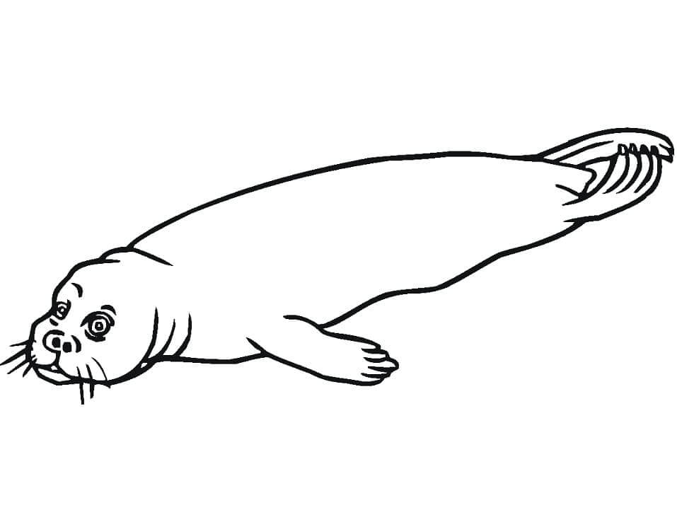 Dibujo de Sello de Puerto Normal para Colorear