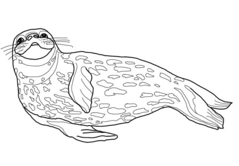 Dibujo de Sello de Weddell para Colorear