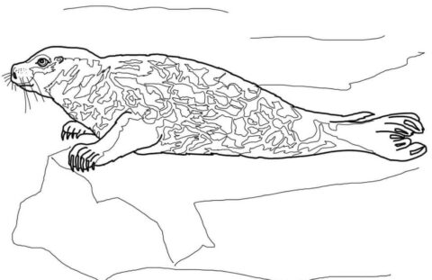 Dibujo de Un Sello de Puerto para Colorear