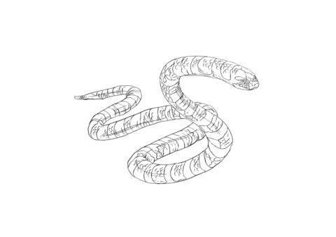 Dibujo de Serpiente de Mar de Simples para Colorear