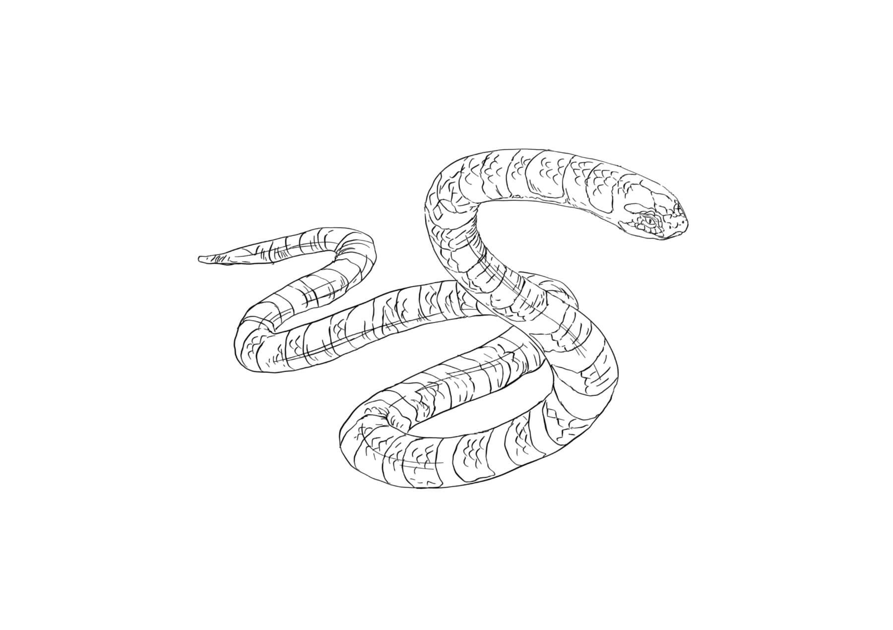 Dibujo de Serpiente de Mar de Simples para Colorear