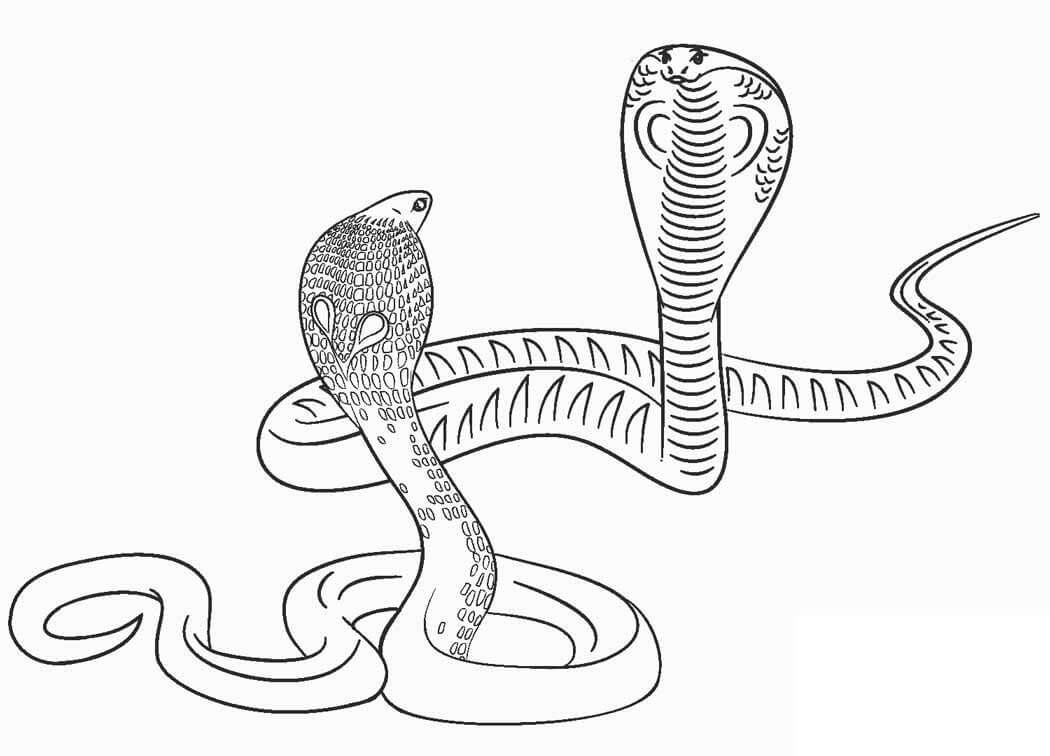 Dibujo de Dos Corba para Colorear
