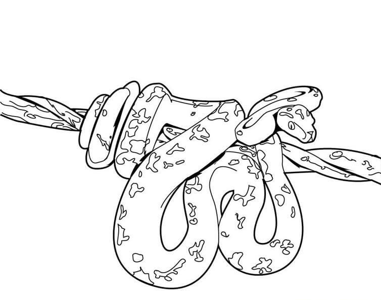 Dibujo de Piton en una Rama árbol para Colorear
