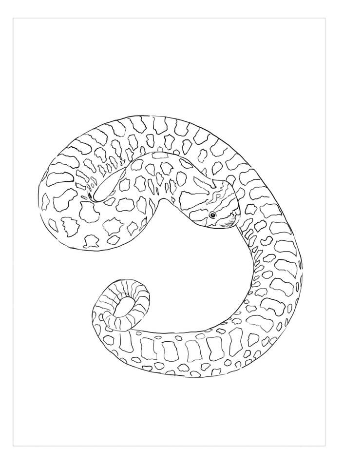 Dibujo de Serpiente Nariz de Cerdo para Colorear