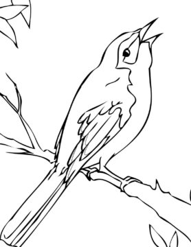 Dibujo de Sinsonte de Florida para Colorear