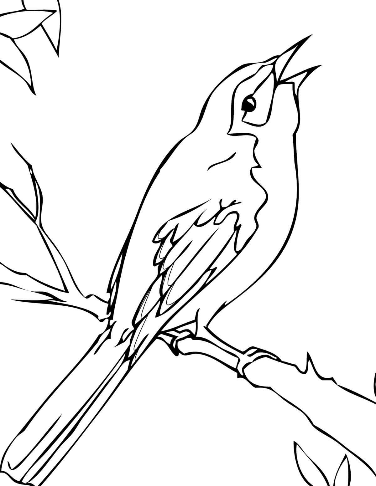 Dibujo de Sinsonte de Florida para Colorear