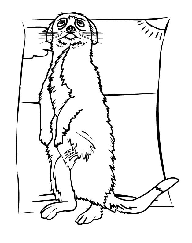 Dibujo de Agradable Suricata para Colorear
