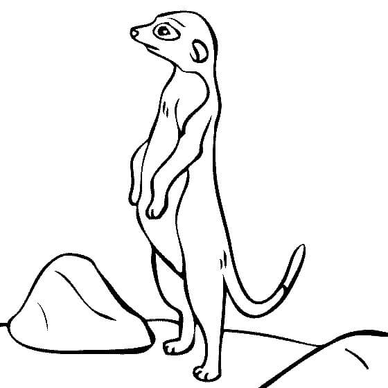 Dibujo de Buen Suricata para Colorear