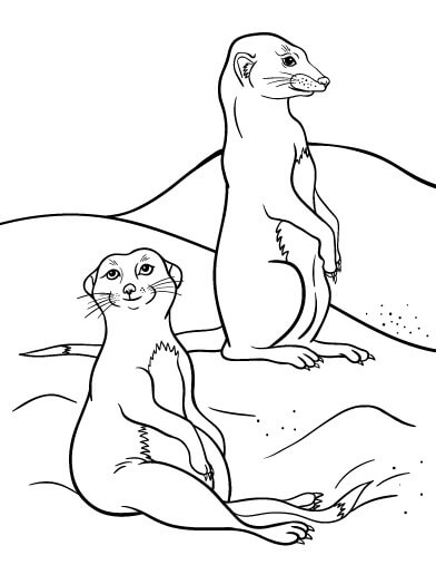 Dibujo de Dos Suricata para Colorear