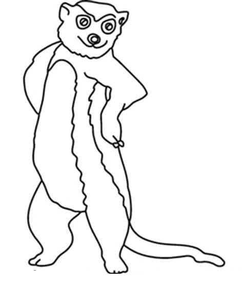 Dibujo de Suricata Fresco para Colorear