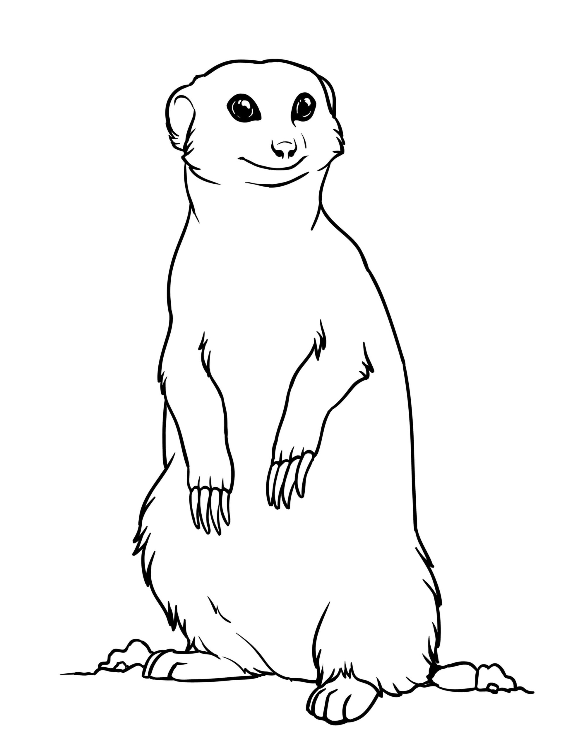 Dibujo de Suricata Imprimible Scaled para Colorear