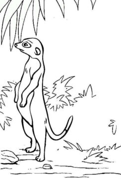 Dibujo de Suricata Perfecto para Colorear