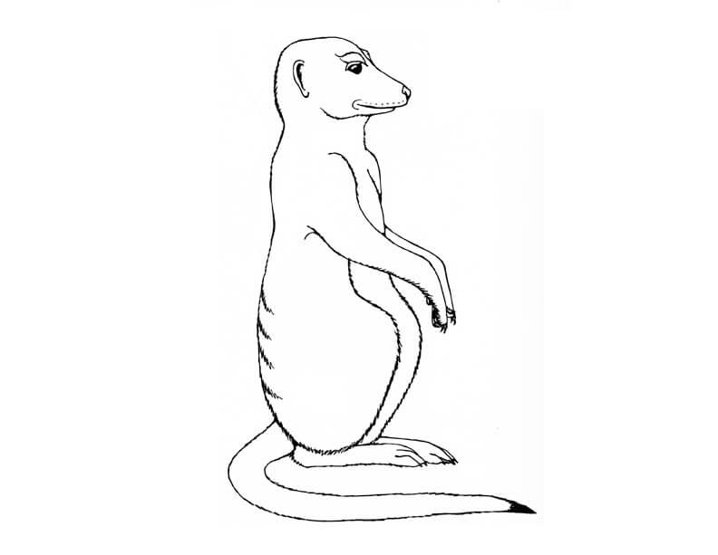 Dibujo de Suricata de Pie para Colorear