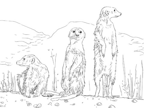 Dibujo de Tres Suricata para Colorear