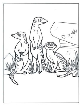 Dibujo de Tres Suricata Lindo para Colorear