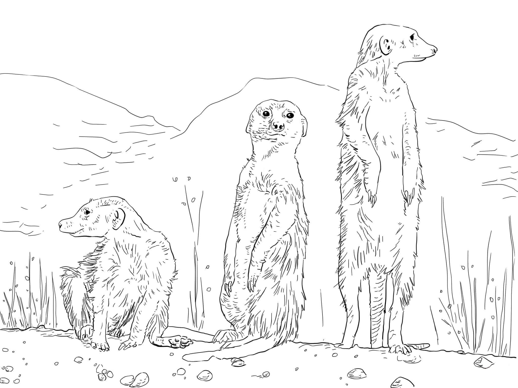Dibujo de Tres Suricata para Colorear