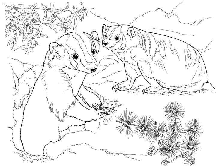Dibujo de Dos Tejones en la Selva para Colorear