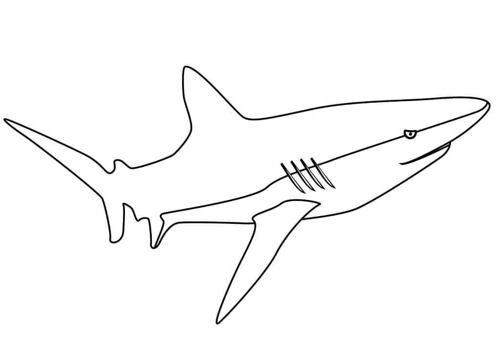 Dibujo de Bonito tiburón para Colorear