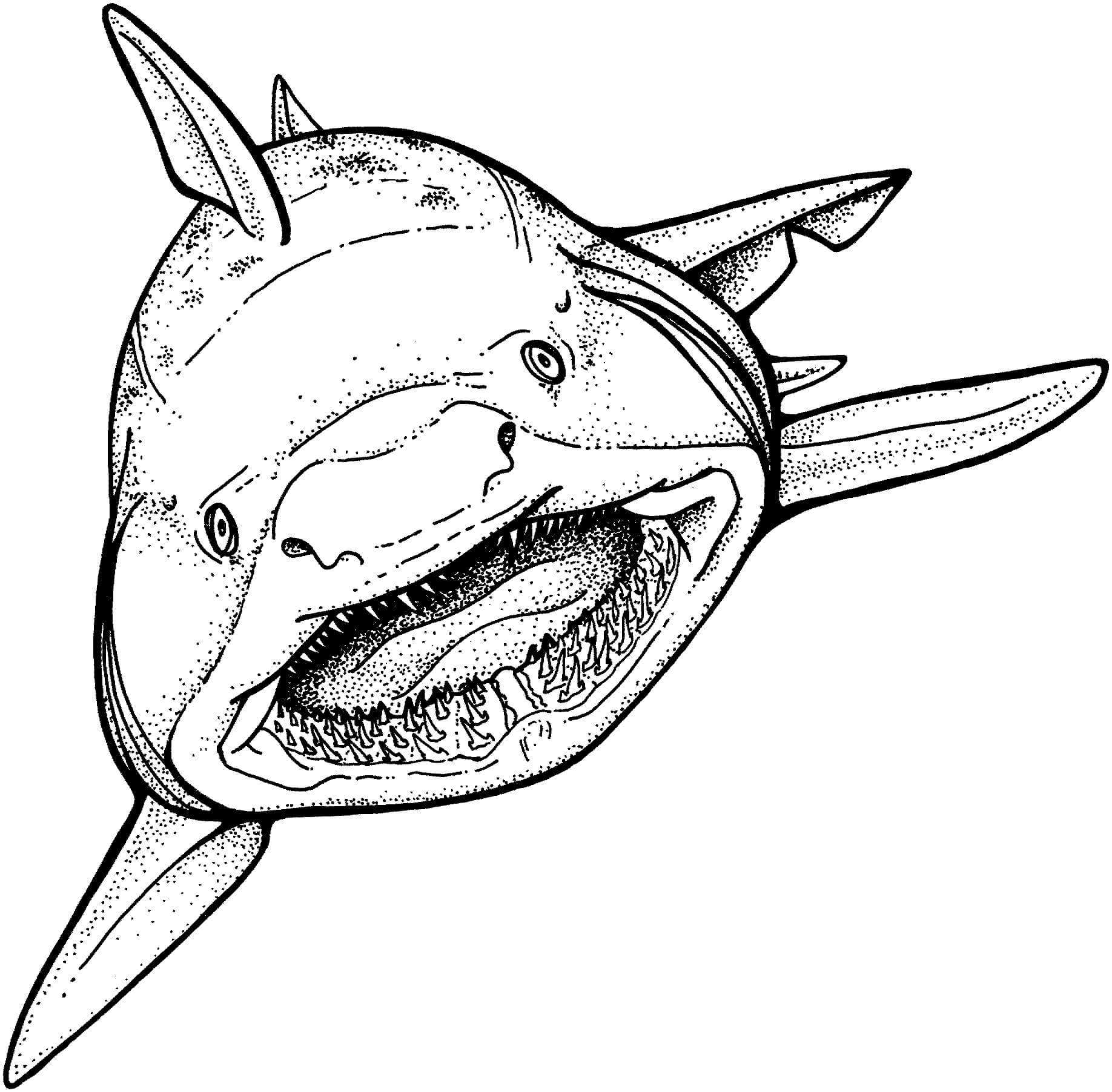 Dibujo de Dibujar a Mano tiburón para Colorear