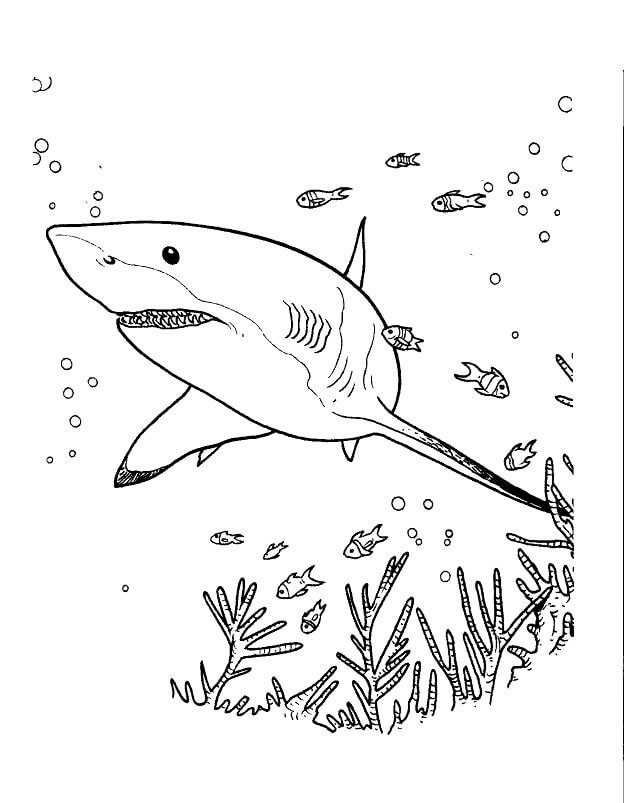 Dibujo de Impresionante tiburón para Colorear