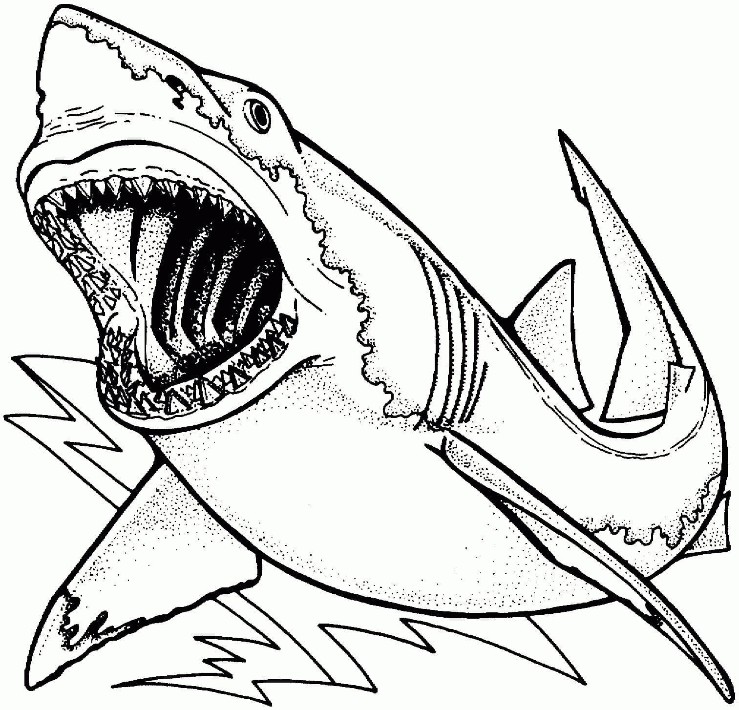 Dibujo de Tiburón básico para Colorear