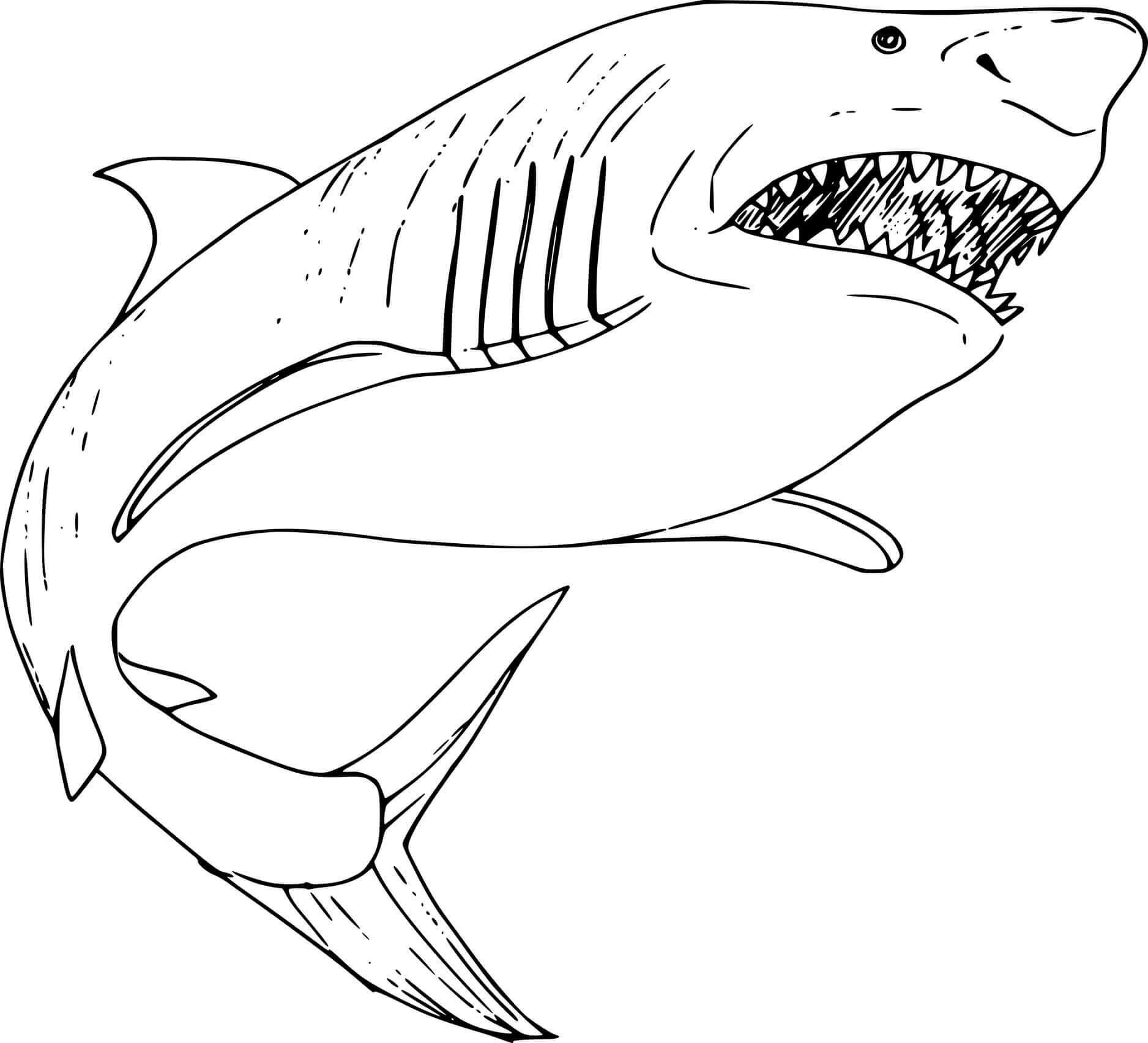 Dibujo de Tiburón Megalodon Grande para Colorear