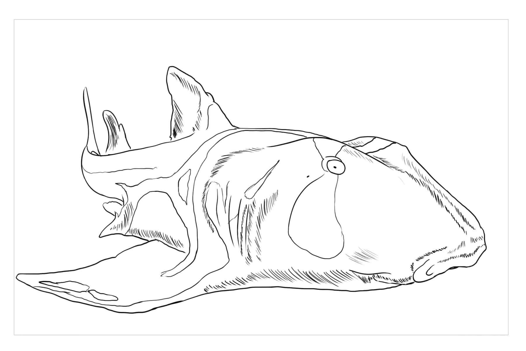 Dibujo de Tiburón Puerto Jackson para Colorear
