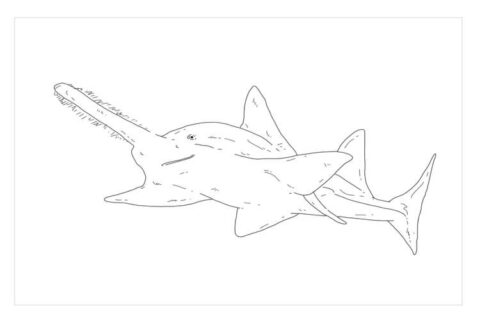 Dibujo de Tiburón Sierra para Colorear
