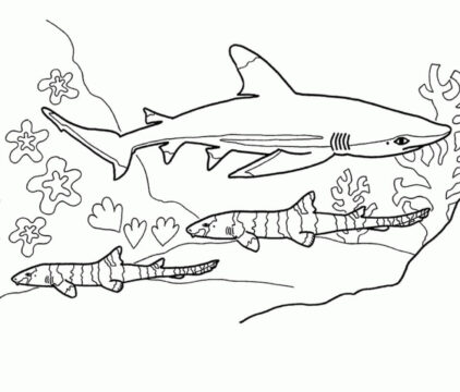 Dibujo de Tres Tiburones para Colorear