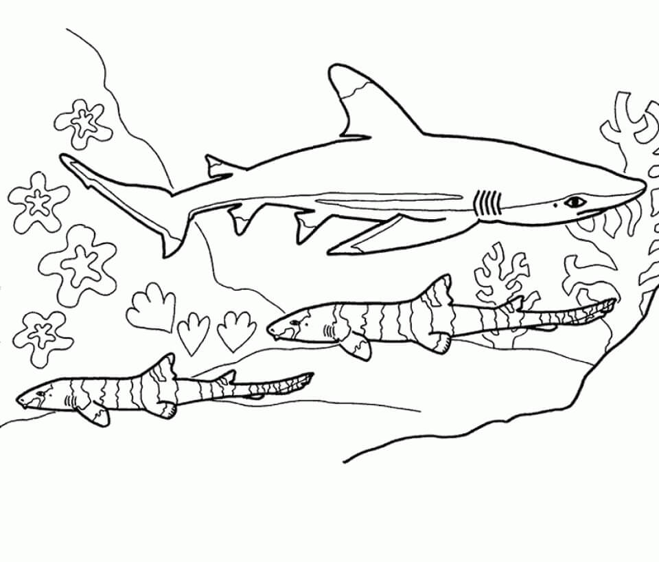 Dibujo de Tres Tiburones para Colorear