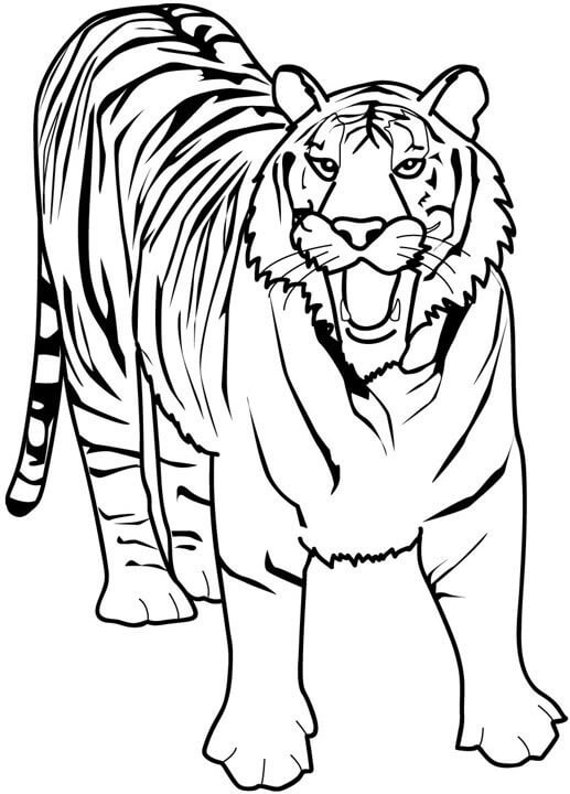 Dibujo de Gran Tigre para Colorear