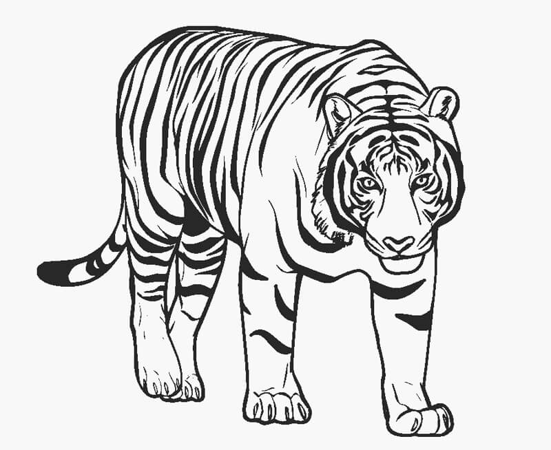 Dibujo de Impresionante Tigre para Colorear