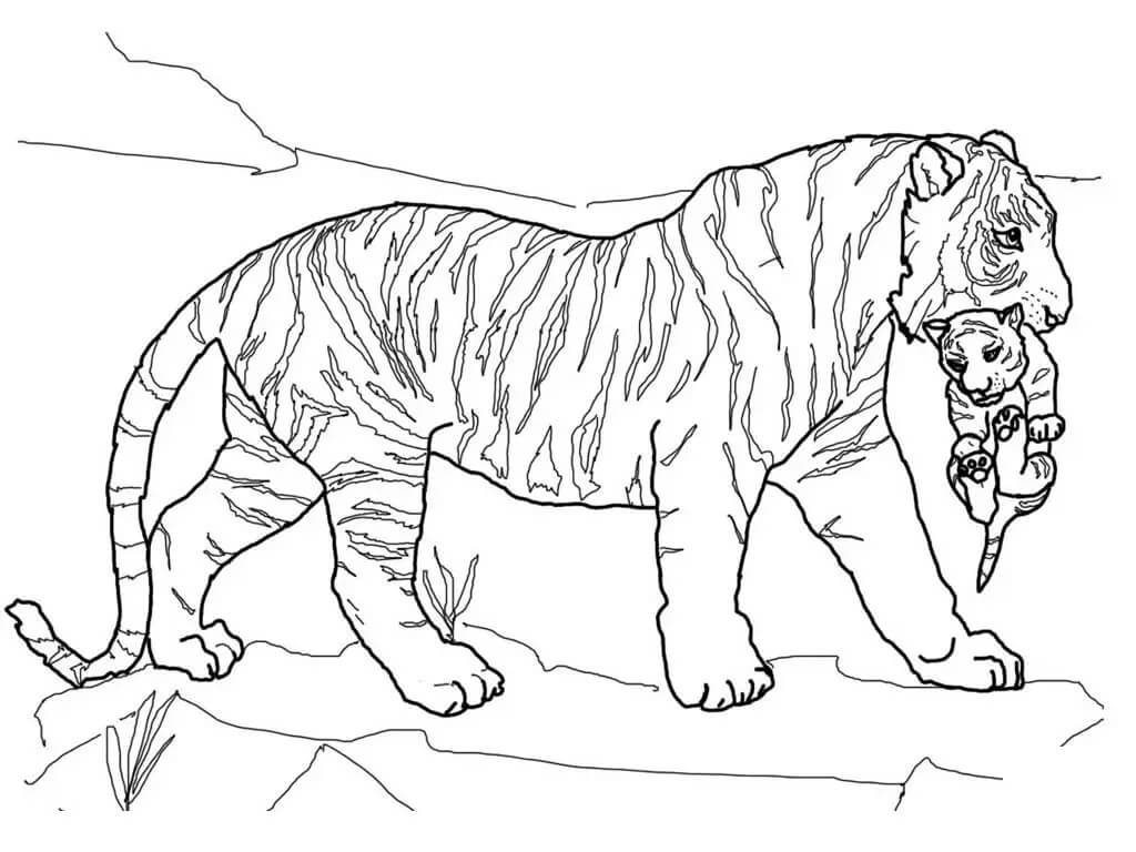 Dibujo de Madre Tigre Cargando bebé Tigre para Colorear