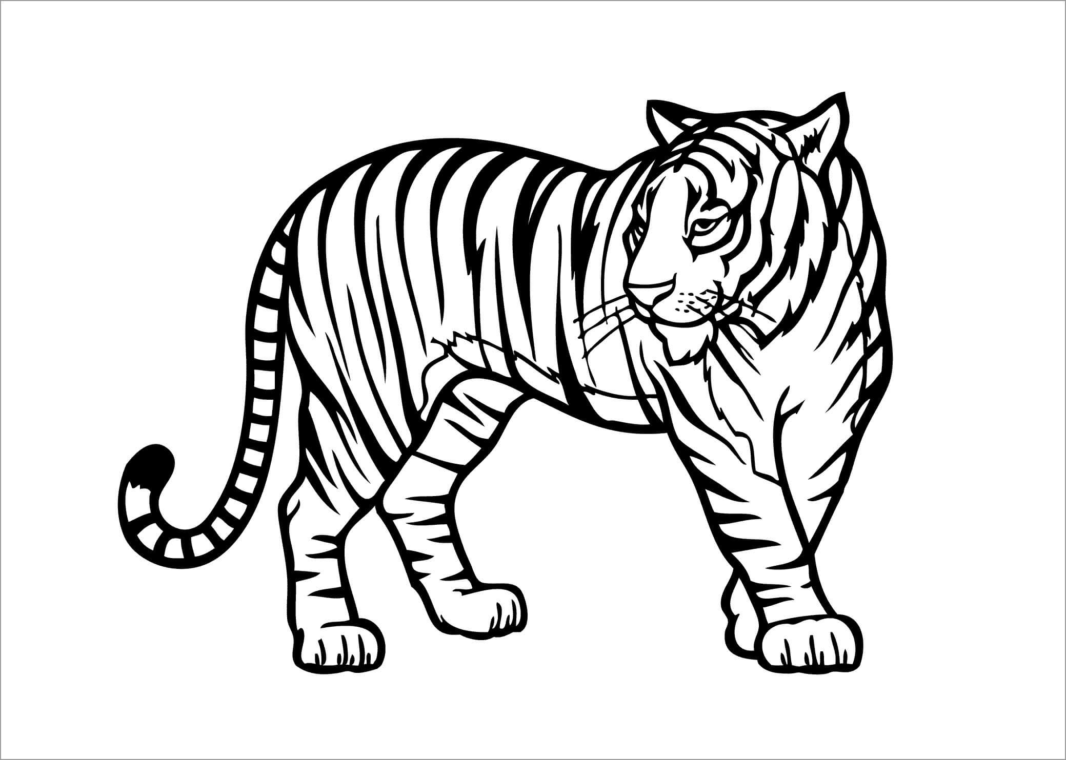 Dibujo de Tigre básico para Colorear