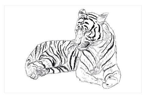 Dibujo de Tigre del Sur de China para Colorear