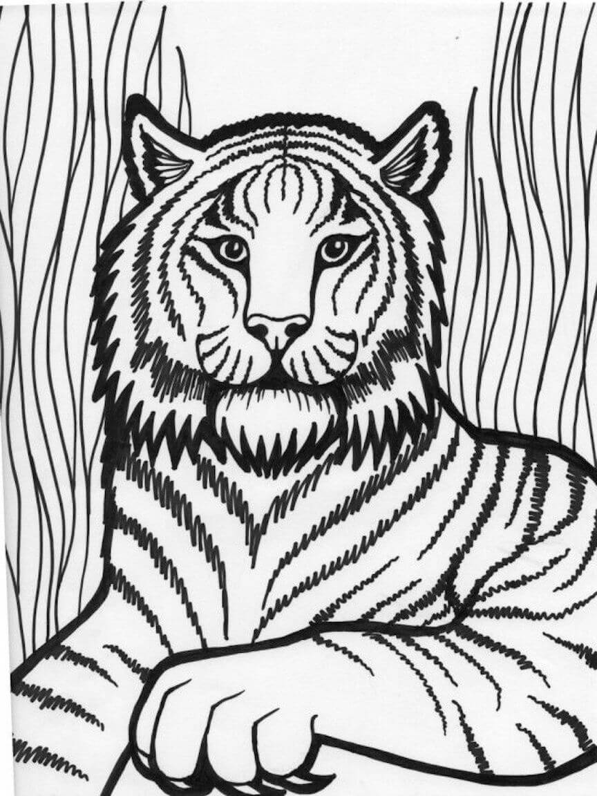 Dibujo de Tigre Imprimible para Colorear