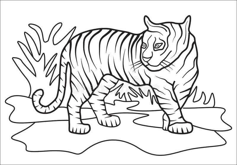 Dibujo de Tigre Normal para Colorear