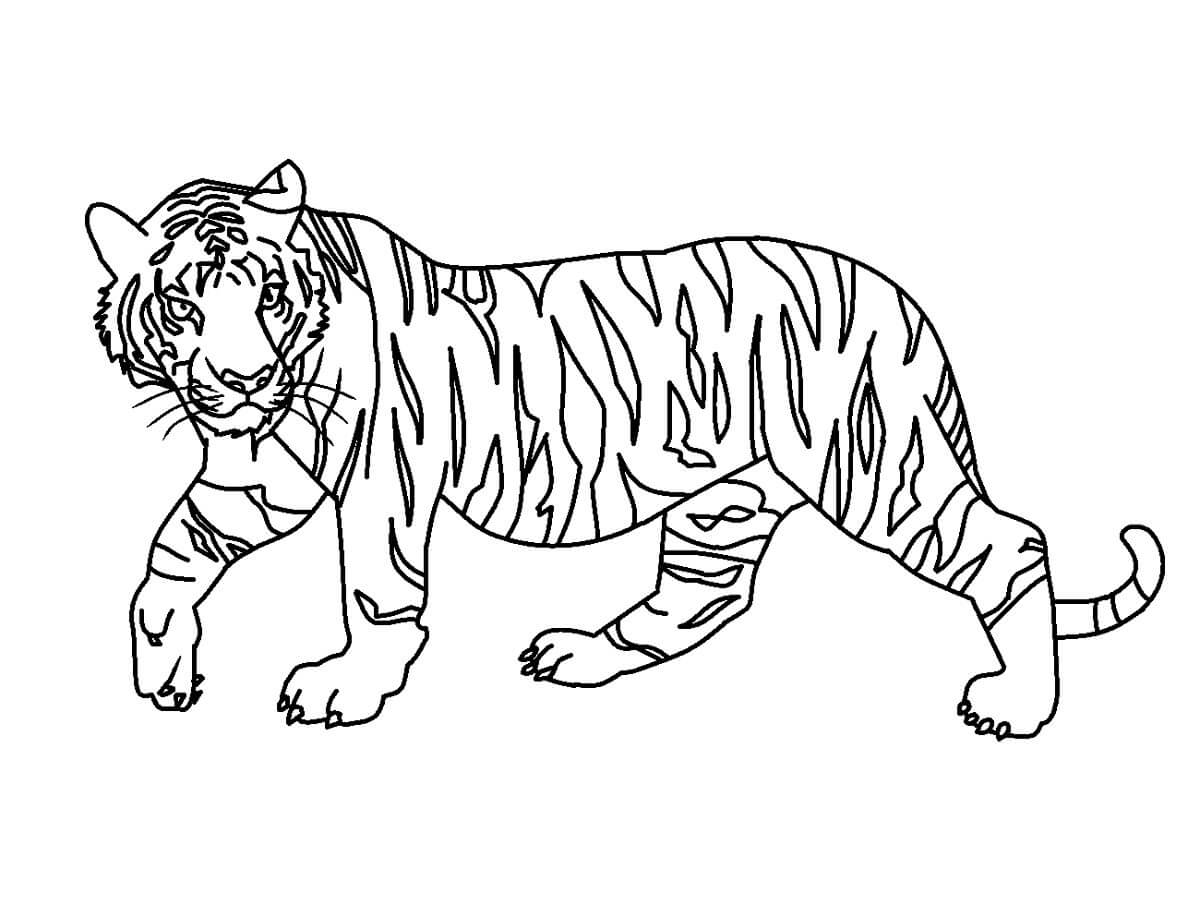 Dibujo de Tigre Sencillo para Colorear