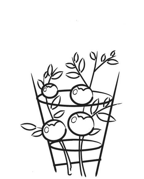 Dibujo de Planta de Tomate para Colorear