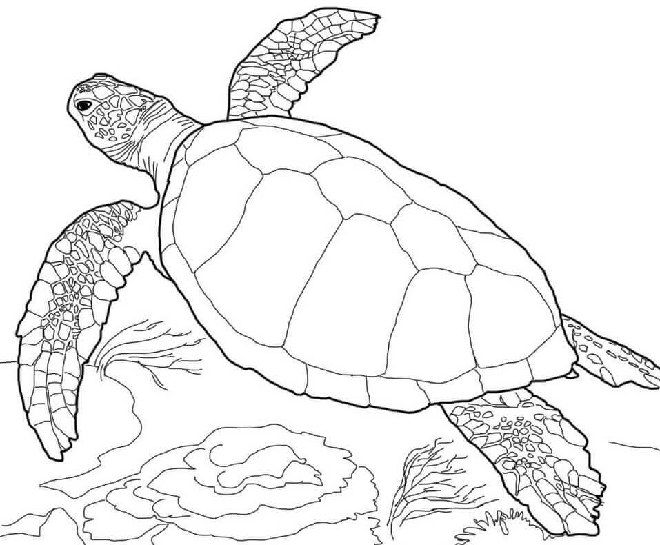 Dibujo de Tortuga Boba para Colorear