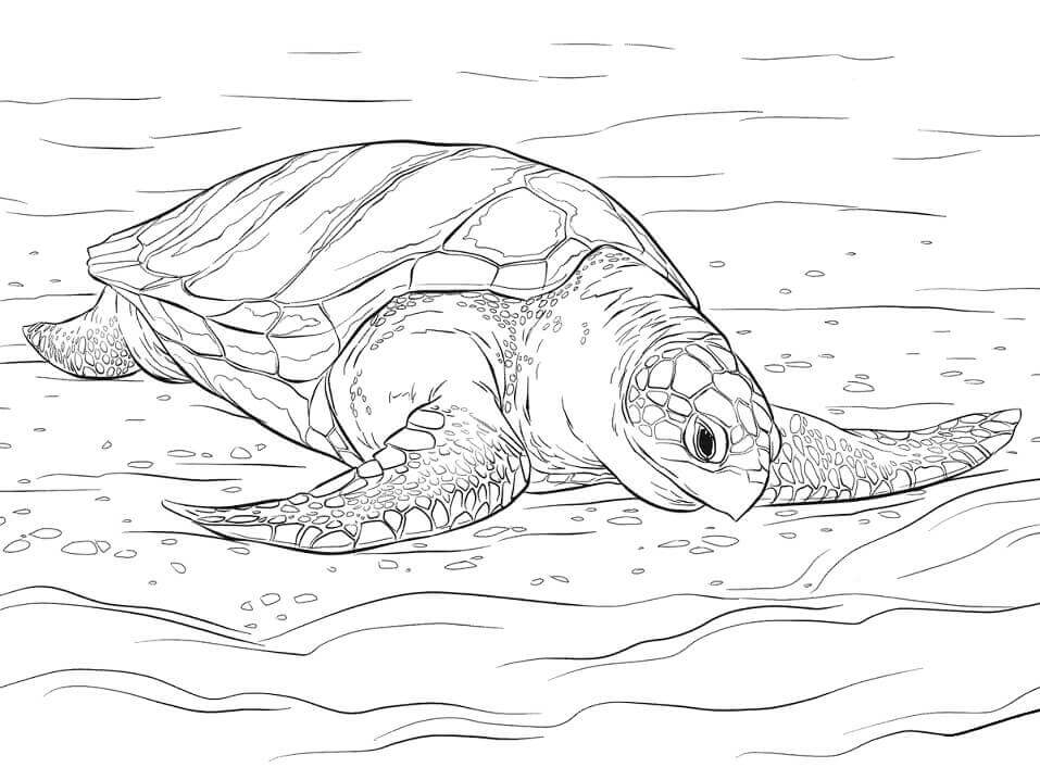 Dibujo de Tortuga Golfina para Colorear