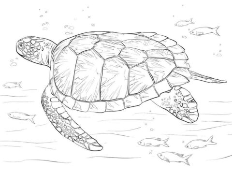 Dibujo de Tortuga Marina Verde para Colorear