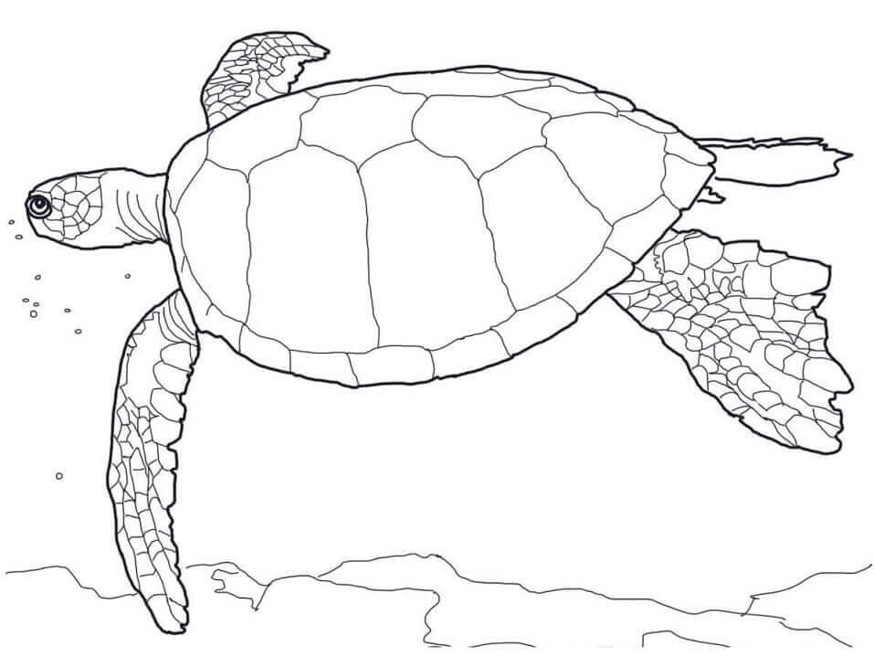 Dibujo de Tortuga Verde Hawaiana para Colorear