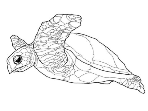 Dibujo de Una Tortuga Carey para Colorear