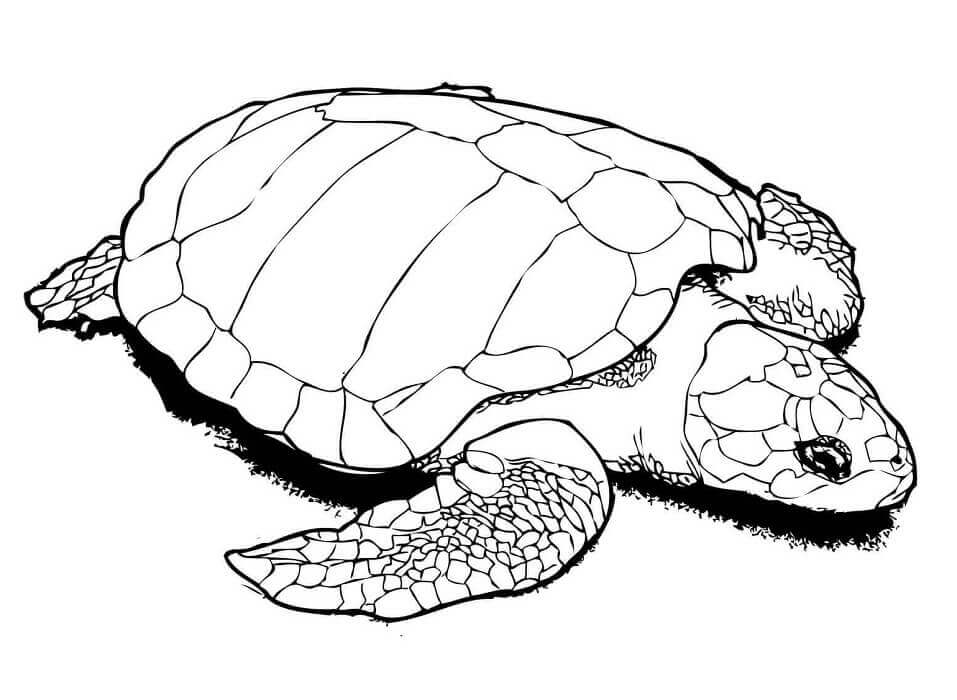 Dibujo de Una Tortuga Golfina para Colorear