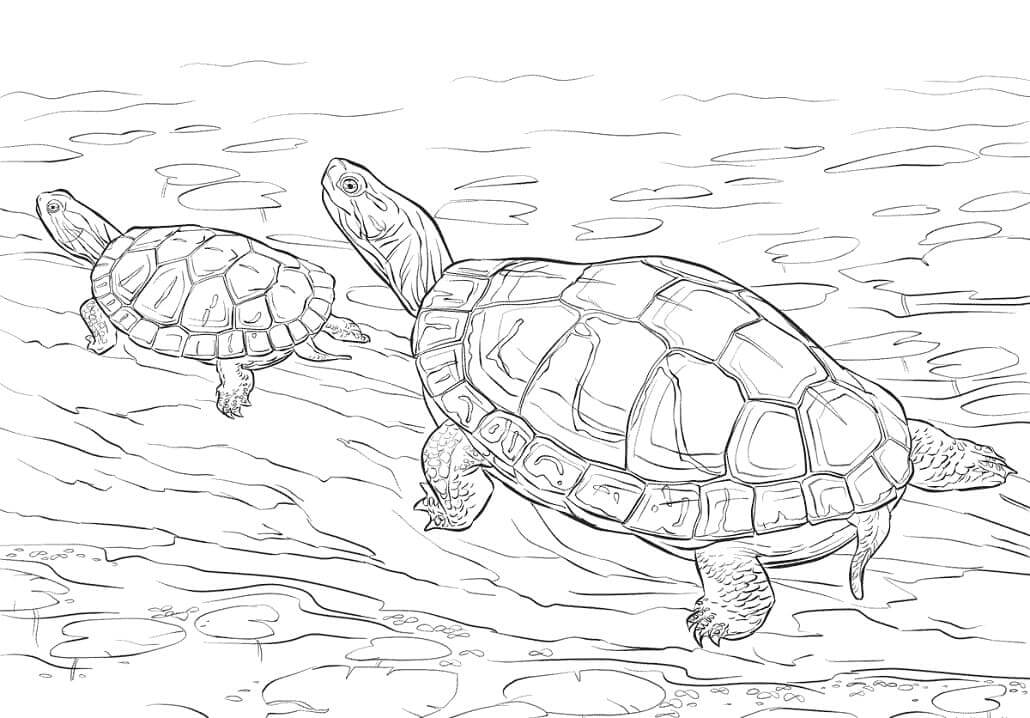 Dibujo de Dos Tortugas Pintadas para Colorear
